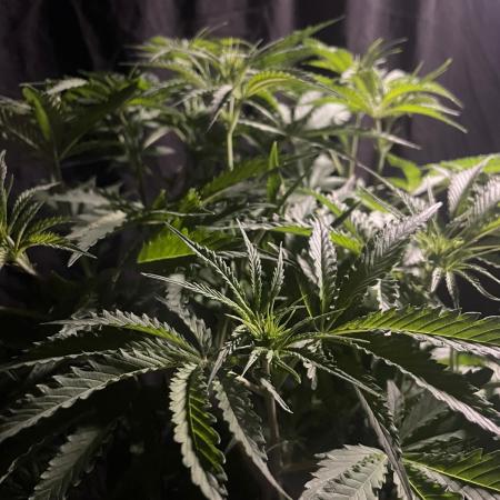 Black Runtz Weedseedsexpress