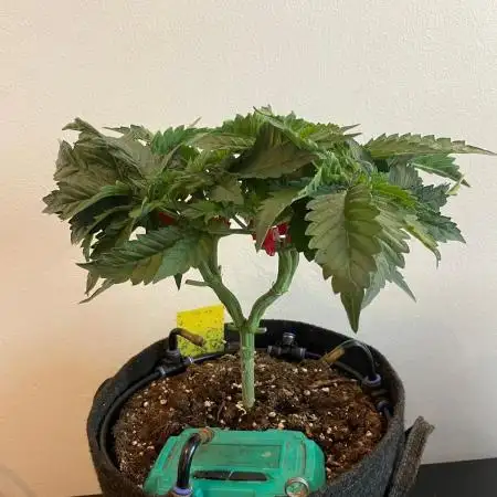 Monster Maker Sweet Seeds