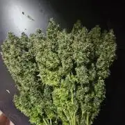 OG Kush Auto Autoseeds