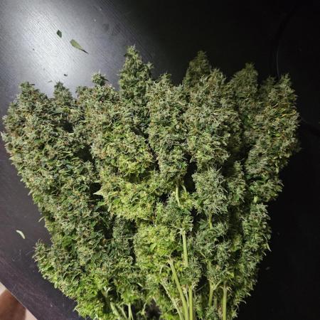 OG Kush Auto Autoseeds