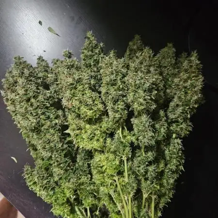 OG Kush Auto Autoseeds