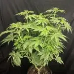 Monster Maker Sweet Seeds