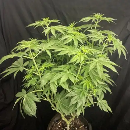 Monster Maker Sweet Seeds