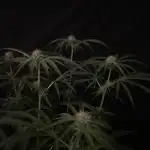 Black Runtz Weedseedsexpress