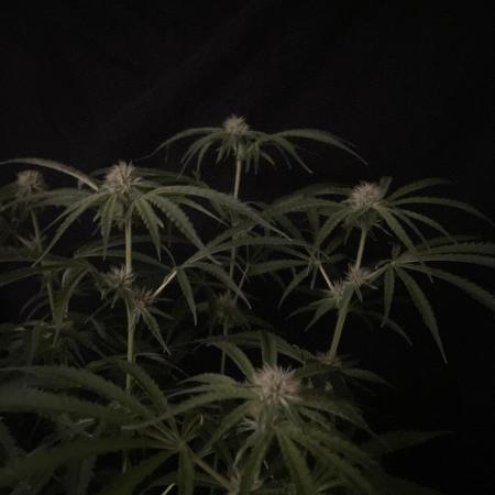 Black Runtz Weedseedsexpress