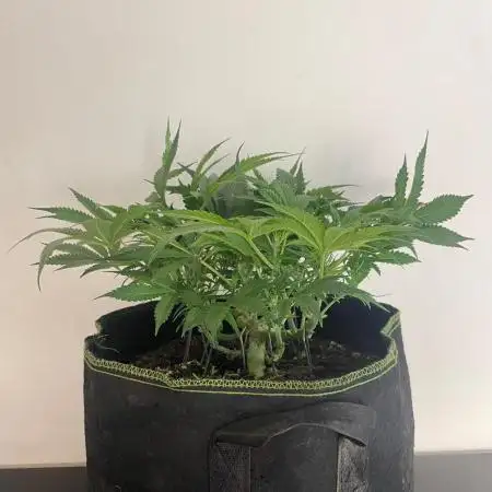 Permanent Jealousy Auto XL Sweetseeds