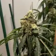 Solar Panel Zamnesia