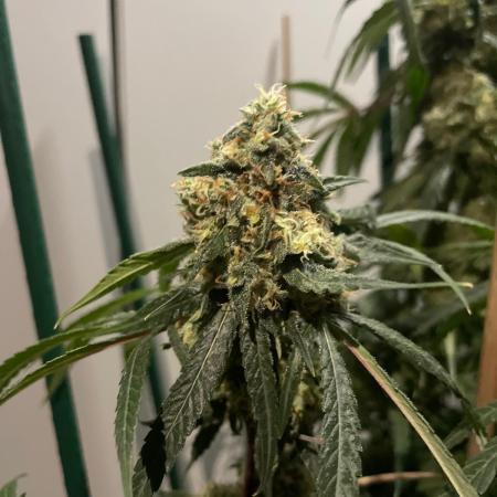 Solar Panel Zamnesia