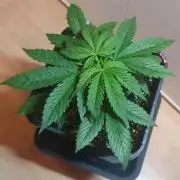 Permanent Marker Autoseeds