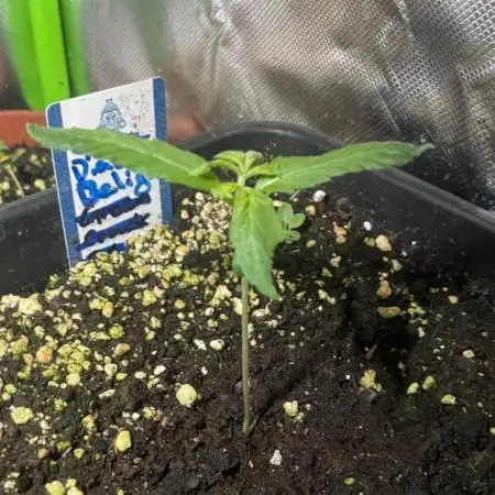 Diablo Delights XL Auto Sweetseeds