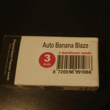 Banana Blaze Auto Dutch Passion