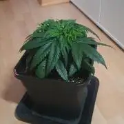 Milkyway F1 Auto RQS
