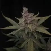 Banana Blaze Auto Dutch Passion