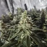 Slurricane Zamnesia
