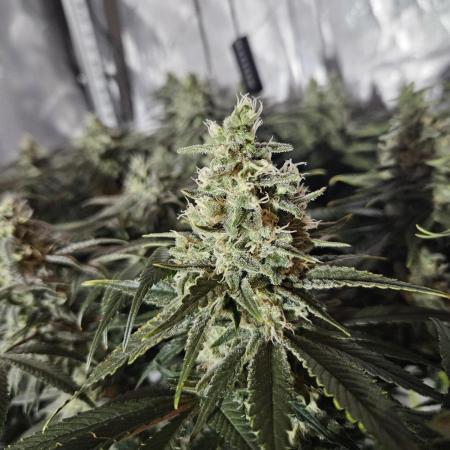 Slurricane Zamnesia
