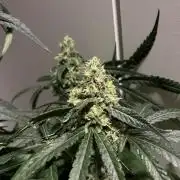 Solar Panel Zamnesia