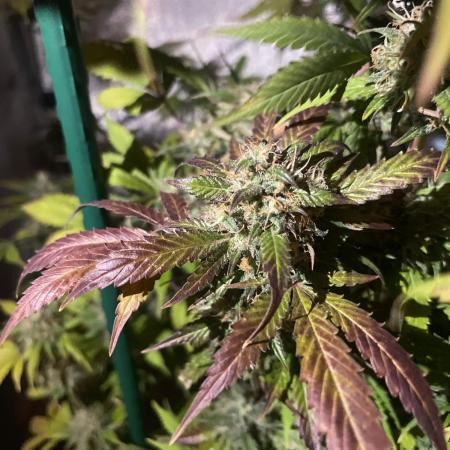 Monster Maker Sweet Seeds