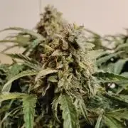 Milkyway F1 Auto RQS