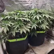 Lemon Cherry Gelato Auto Zamnesia