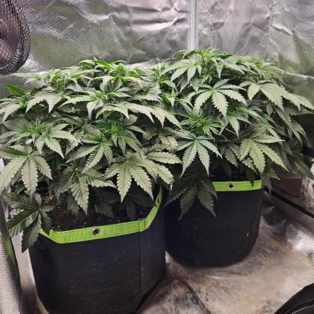 Lemon Cherry Gelato Auto Zamnesia