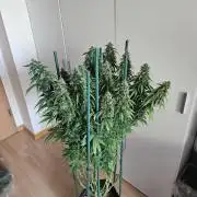 OG Kush Auto Autoseeds