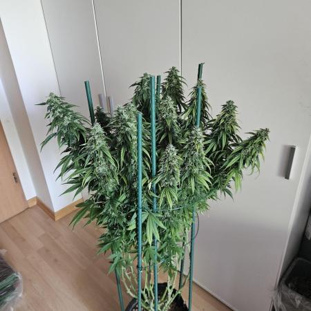 OG Kush Auto Autoseeds