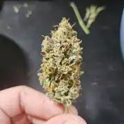 Zoapaya Auto Orginalsensibleseeds