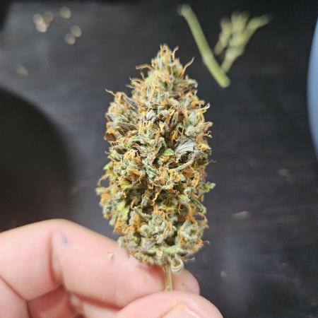 Zoapaya Auto Orginalsensibleseeds