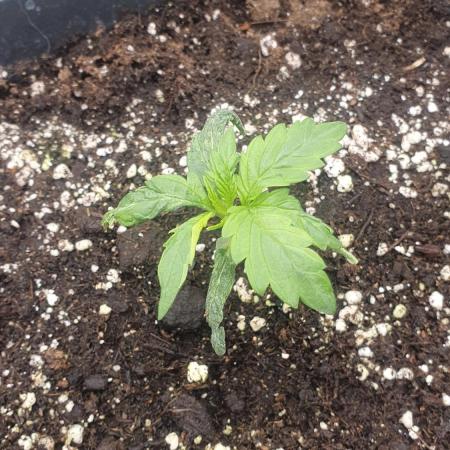 Tropicana Cookies Auto Zamnesia