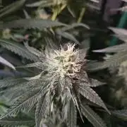 The gassy one SuperSativaSeedClub