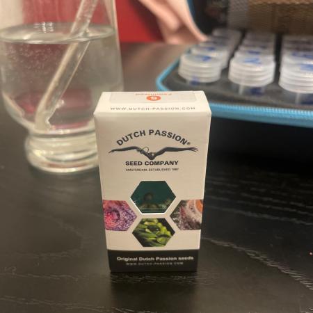 Blue Zushi Dutch Passion