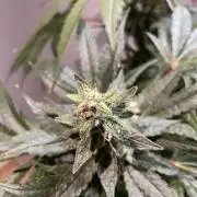 Black Diamond Zamnesia