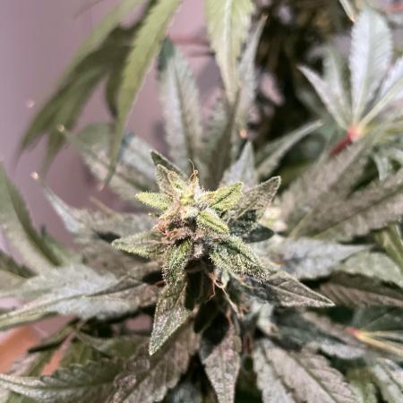 Black Diamond Zamnesia