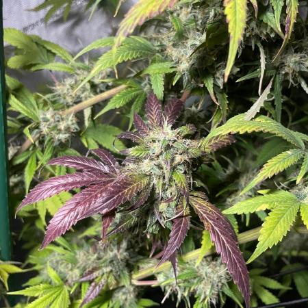 Monster Maker Sweet Seeds