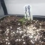 Monster Maker Sweet Seeds