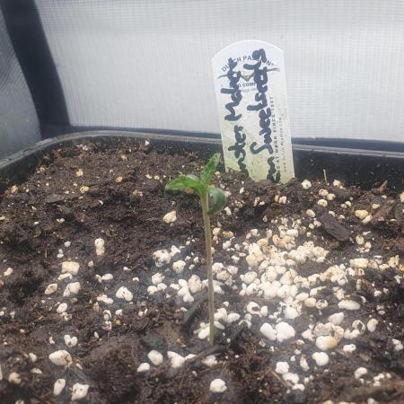 Monster Maker Sweet Seeds