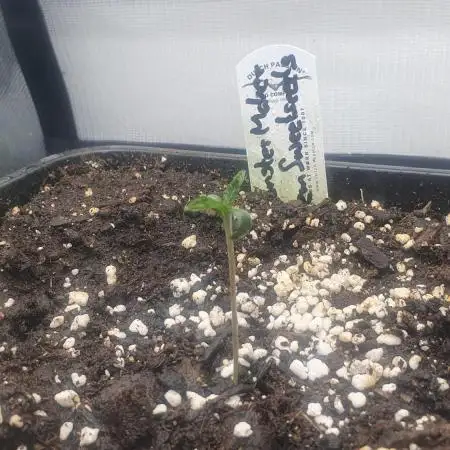 Monster Maker Sweet Seeds