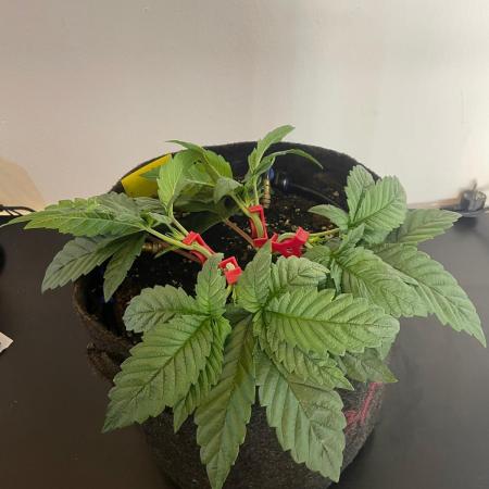 Black Diamond Zamnesia