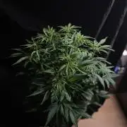 Permanent Marker Autoseeds