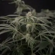 Black Runtz Weedseedsexpress