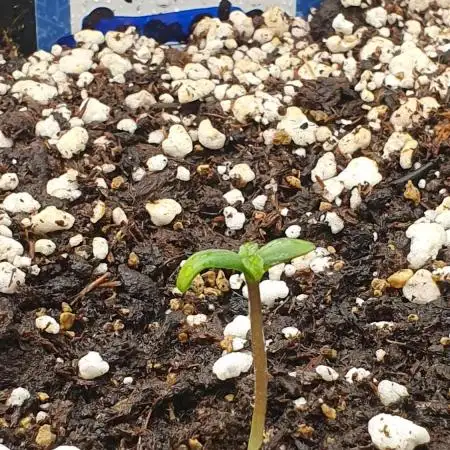 Diablo Delights XL Auto Sweetseeds