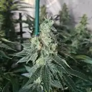The gassy one SuperSativaSeedClub