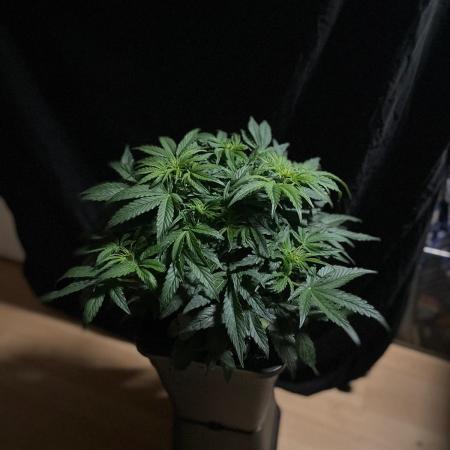 Milkyway F1 Auto RQS