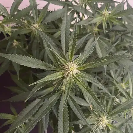 Banana Blaze Auto Dutch Passion
