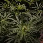 Monster Maker Sweet Seeds