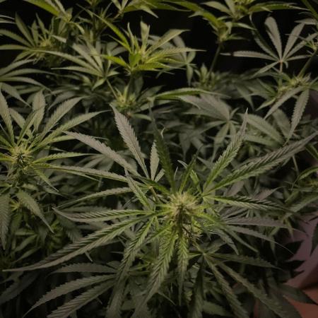 Monster Maker Sweet Seeds