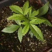 Jelly Donutz Auto Humboldt