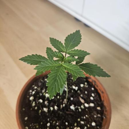 The gassy one SuperSativaSeedClub