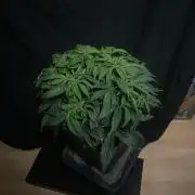 Jelly Donutz Auto Humboldt