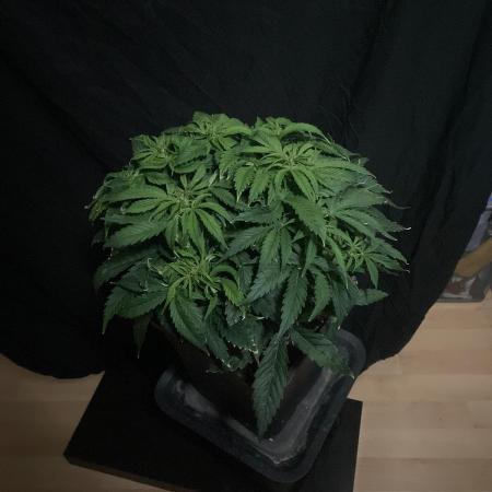 Jelly Donutz Auto Humboldt